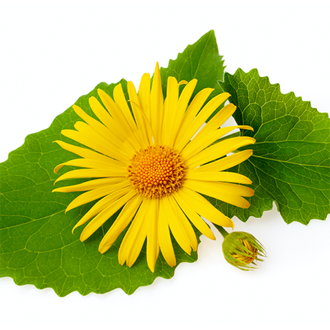 Arnica Oil
