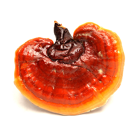 Reishi Mushroom Extract